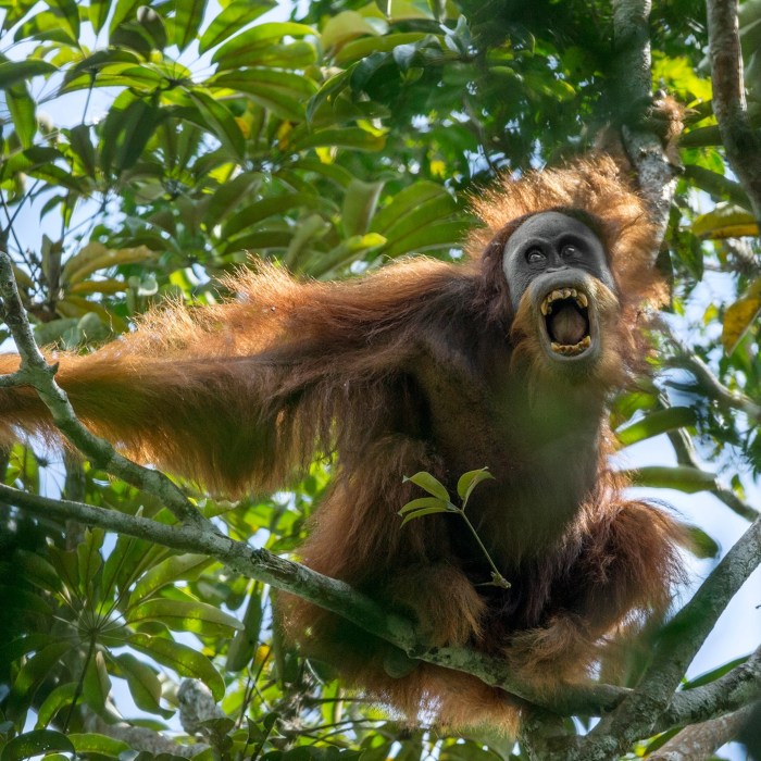 Peran Masyarakat Dalam Menjaga Kelestarian Ayam Hutan