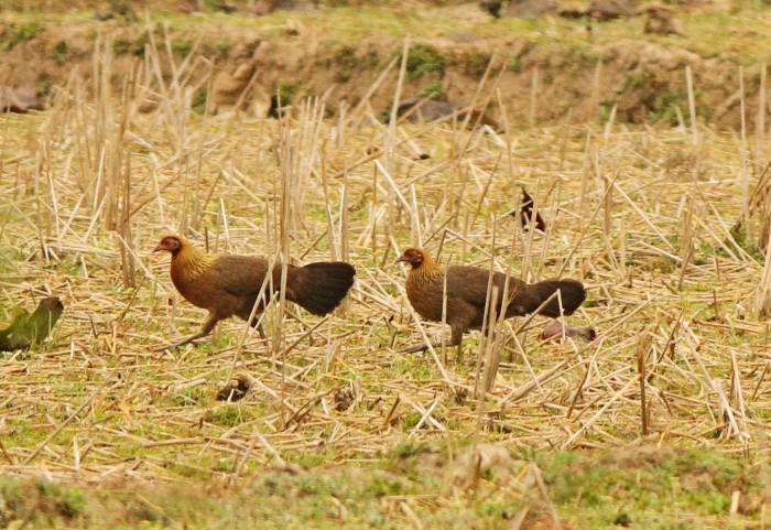 Mengetahui Peran Ayam Hutan Dalam Rantai Makanan