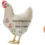 Pengaruh Stress Terhadap Produktivitas Ayam Petelur