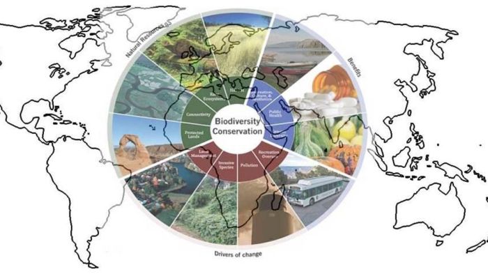 Conservation situ preservation