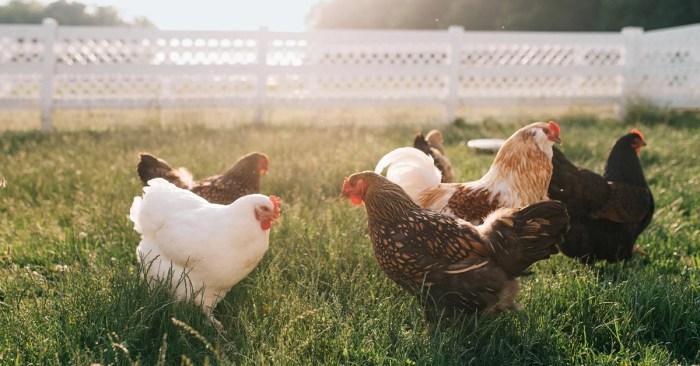 Permasalahan Dan Tantangan Dalam Beternak Ayam Kampung