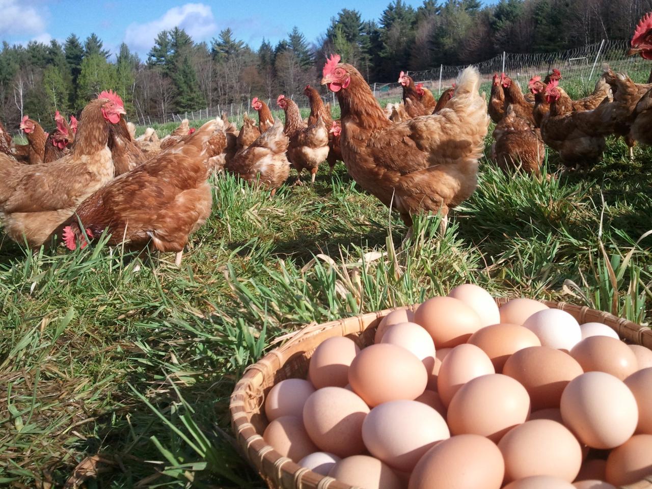 Mengembangkan Inovasi Produk Olahan Telur Ayam Kampung