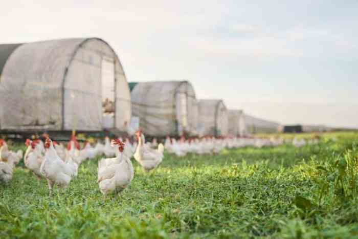 Permasalahan Dan Tantangan Dalam Beternak Ayam Kampung