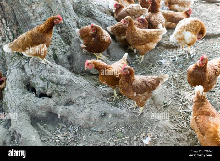 Cara Membedakan Ayam Kampung Asli Dan Ayam Broiler