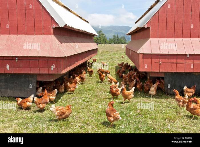 Mengembangkan Inovasi Produk Olahan Telur Ayam Kampung