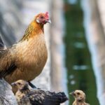 Mengetahui Karakteristik Genetik Ayam Hutan